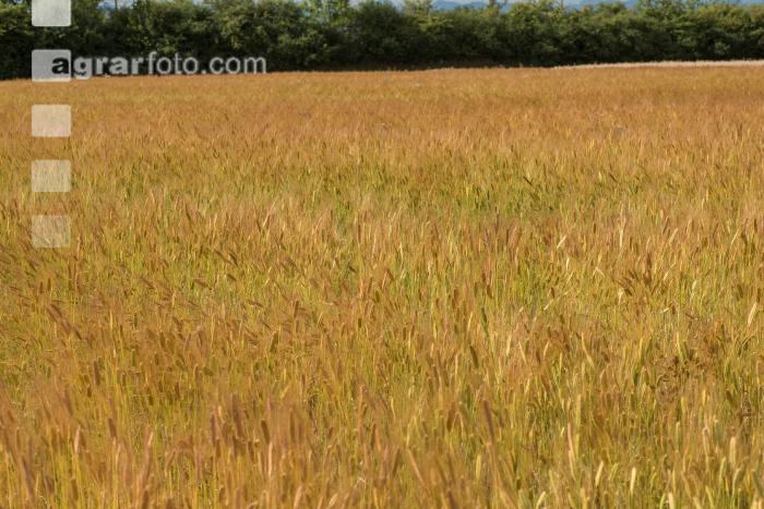 Einkorn 14