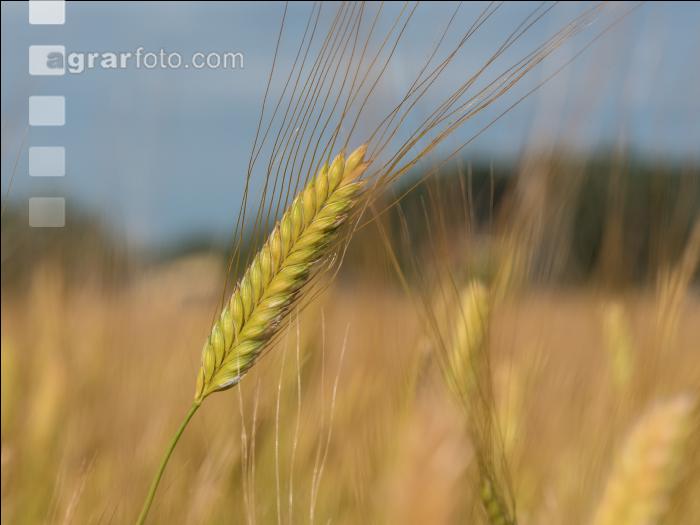 Einkorn 13