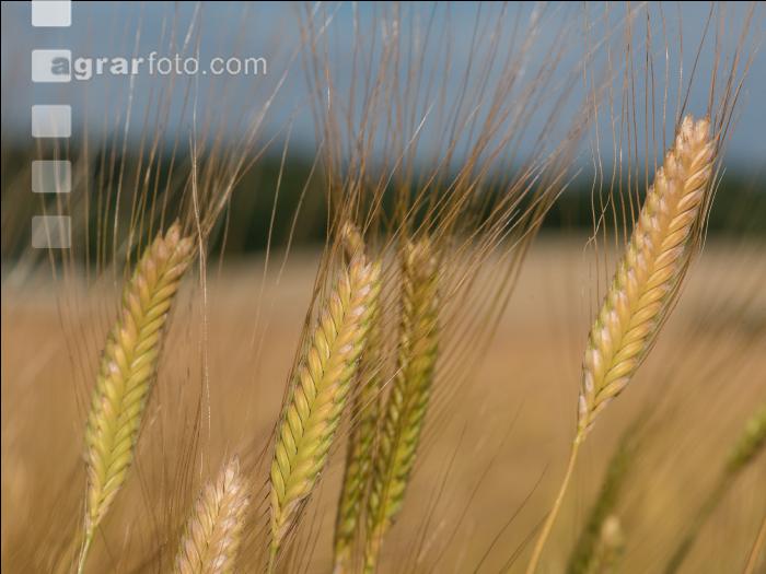 Einkorn 12