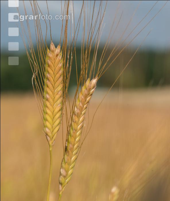 Einkorn 11