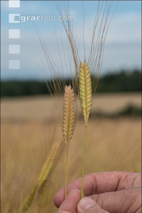Einkorn 9