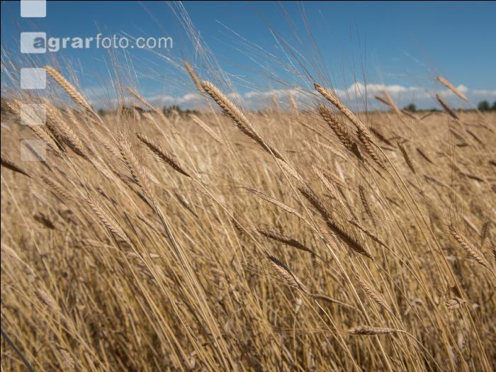 Einkorn 8