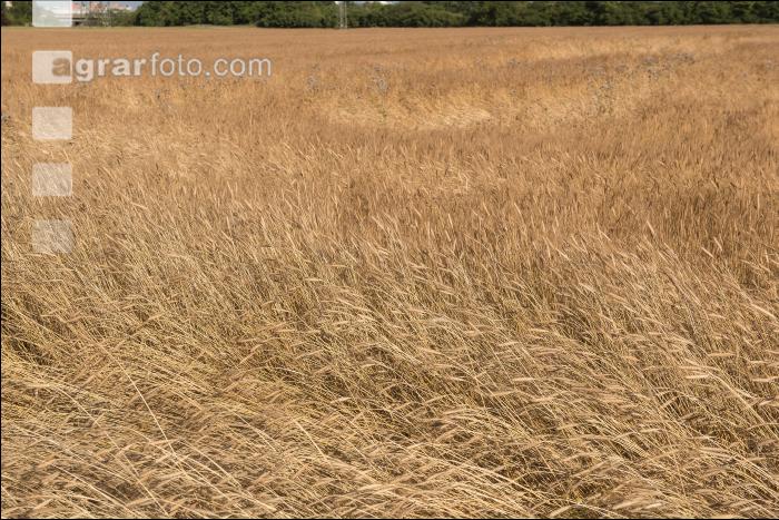 Einkorn 7