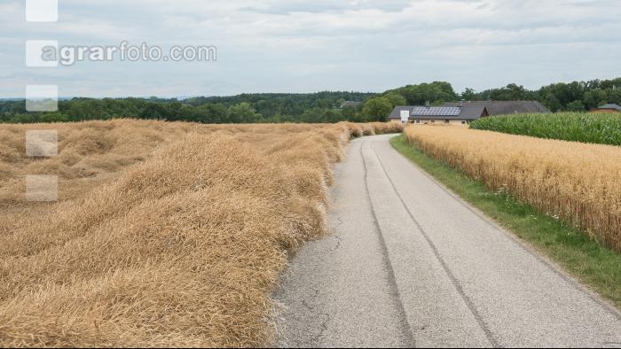 Raps Lagerfrucht 2