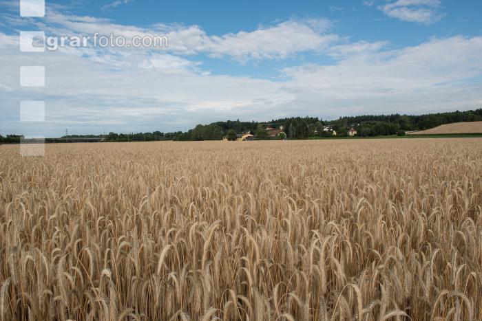 Roggen Vollreife 18