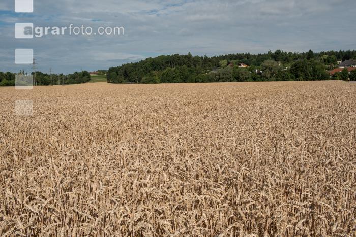 Weizen reif 43