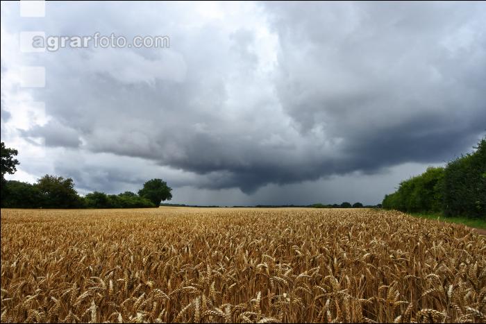 Weizen reif Regenwetter 2