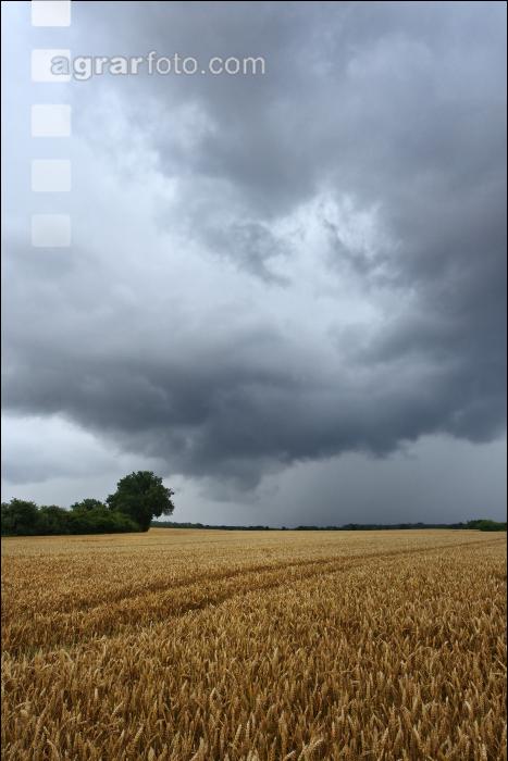 Weizen reif Regenwetter 1