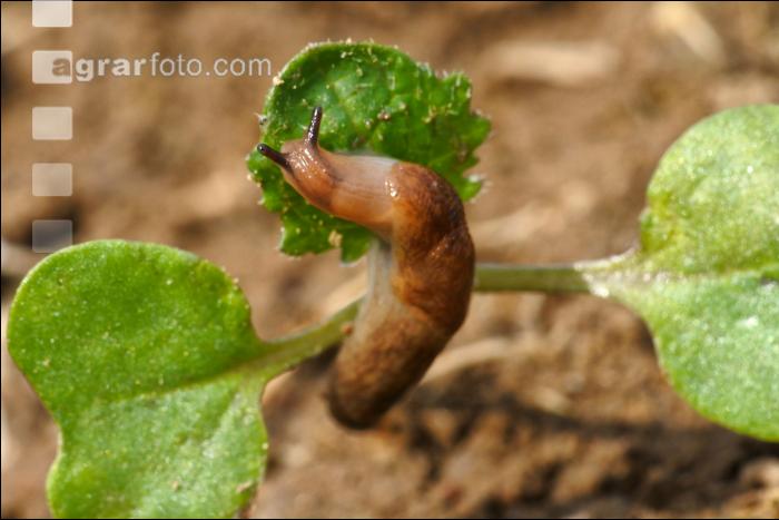 Ackerschnecke Raps 2
