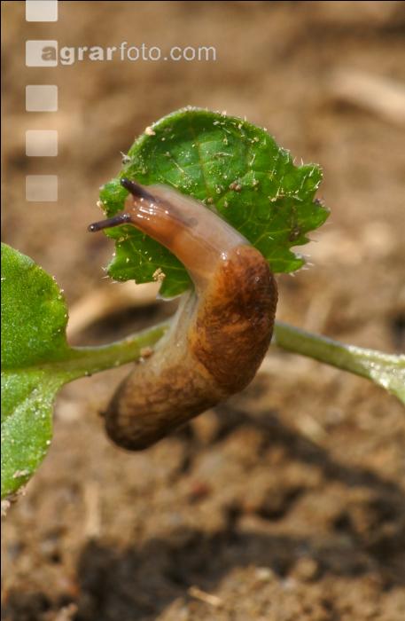 Ackerschnecke Raps 1