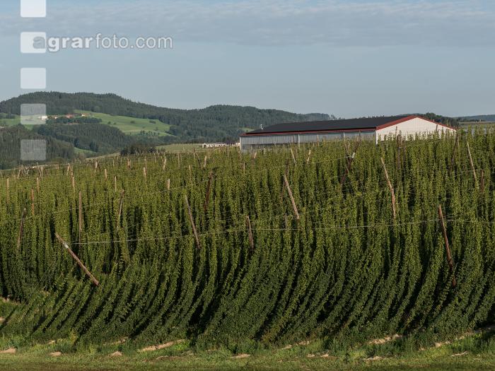 Hopfen 15