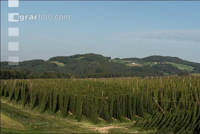 Hopfen 14