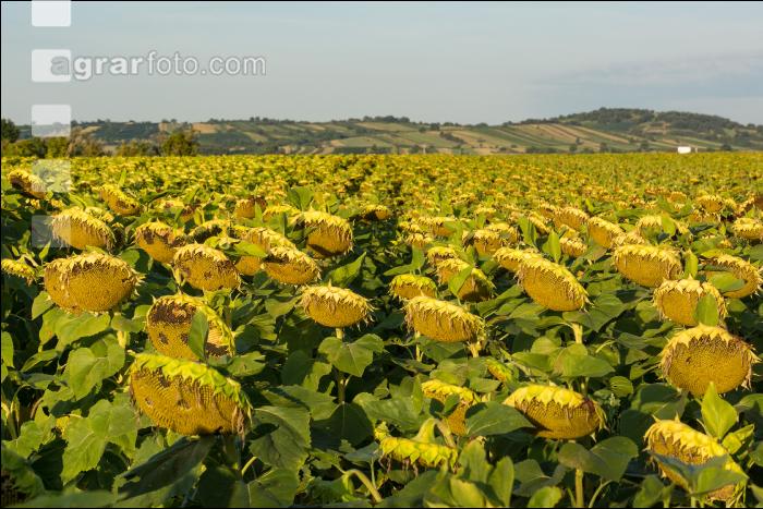 Sonnenblumen Fruchtentwicklung 5