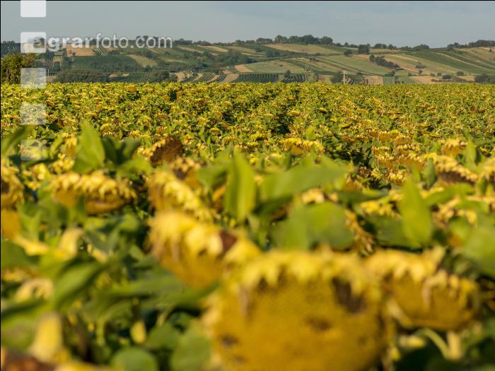 Sonnenblumen Fruchtentwicklung 1