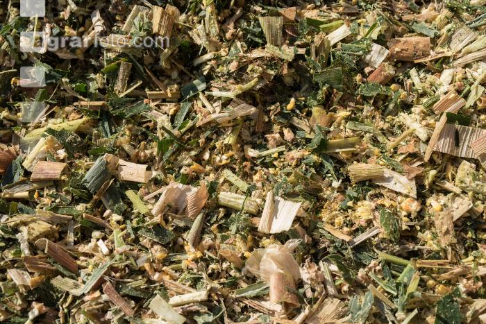 Shredlage Maissilage 7