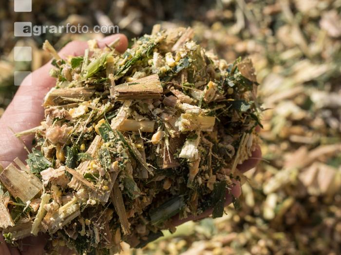 Shredlage Maissilage 6