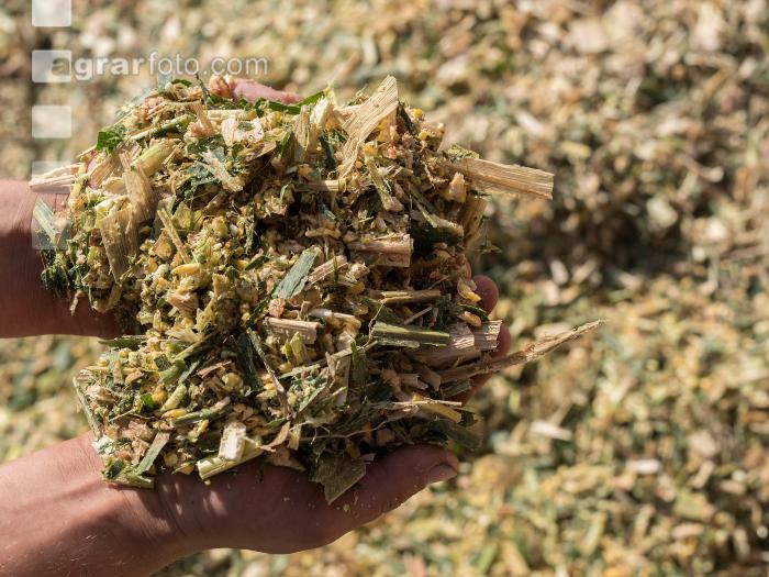 Shredlage Maissilage 4