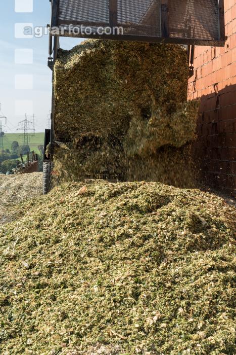 Shredlage Maissilage 3