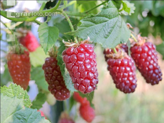 Taybeeren 5