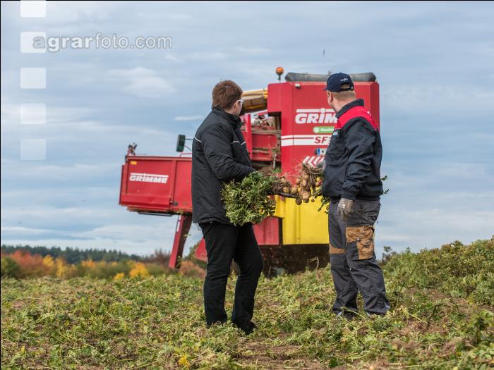 Industriekartoffel Ernte 76