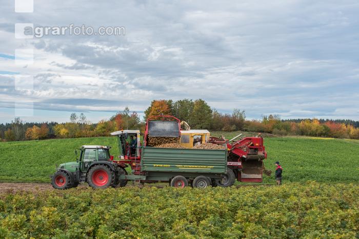 Industriekartoffel Ernte 70