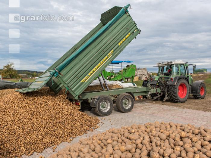Industriekartoffel Ernte 65