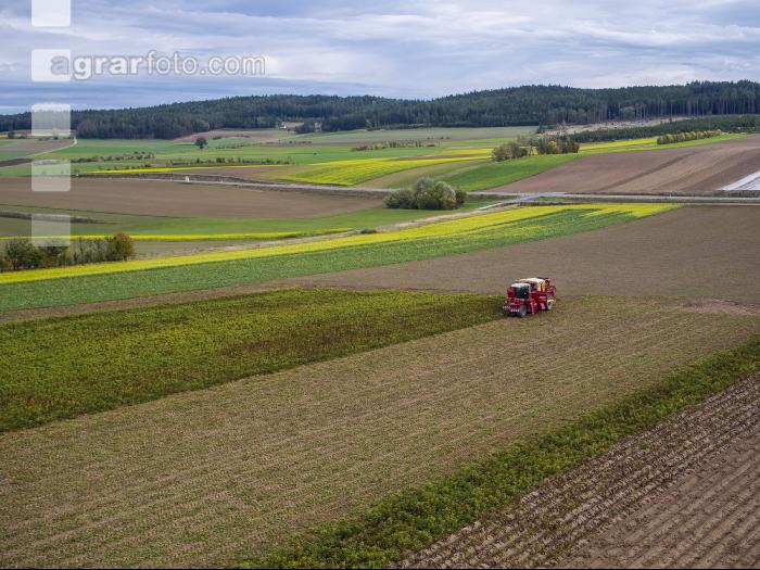 Industriekartoffel Ernte 61