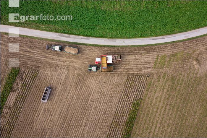 Industriekartoffel Ernte 49