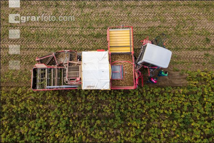 Industriekartoffel Ernte 46