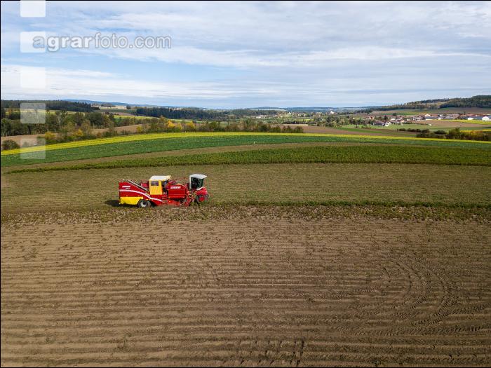 Industriekartoffel Ernte 45