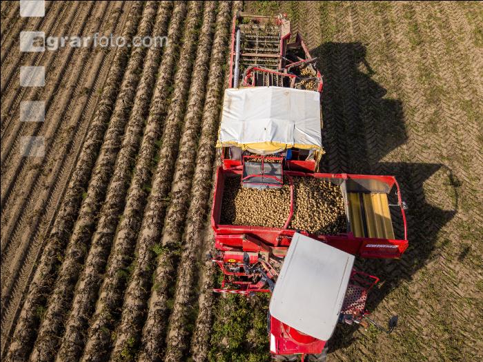 Industriekartoffel Ernte 43