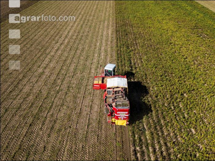 Industriekartoffel Ernte 42