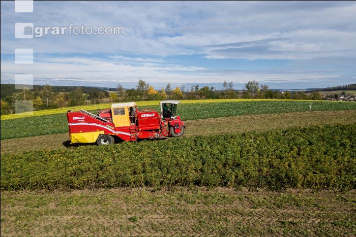 Industriekartoffel Ernte 40