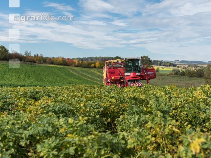 Industriekartoffel Ernte 36