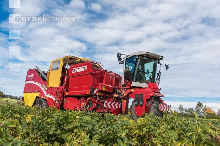Industriekartoffel Ernte 34