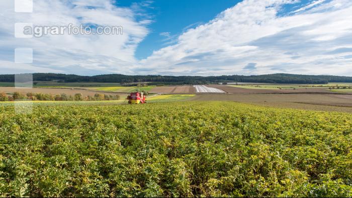 Industriekartoffel Ernte 32