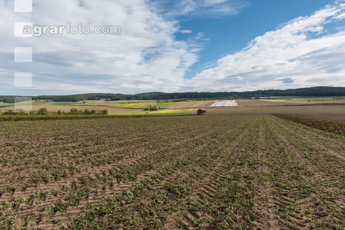 Industriekartoffel Ernte 31