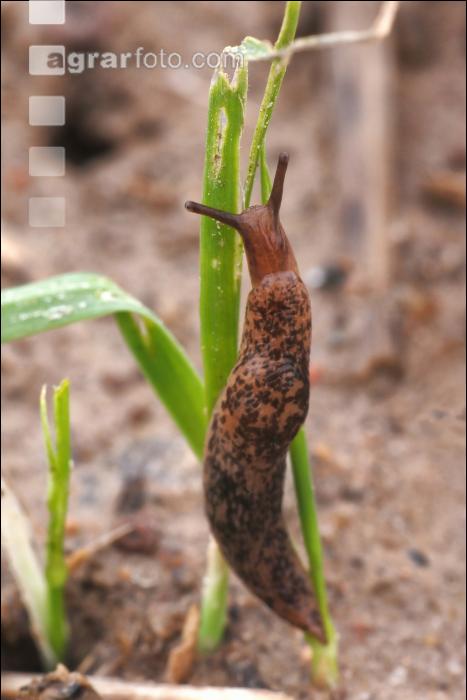 Ackerschnecke Getreide 1