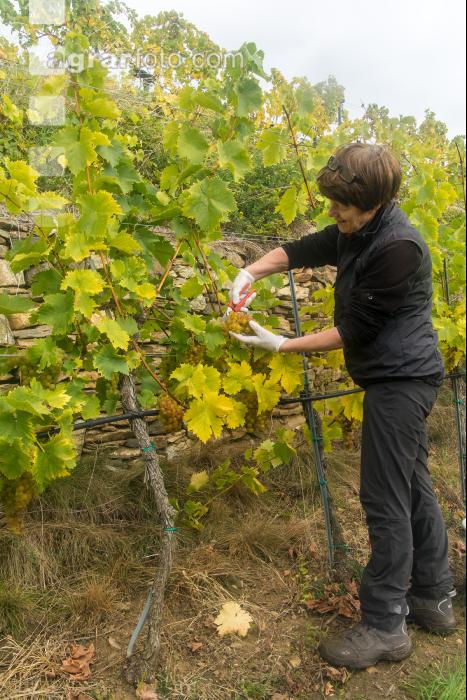 Weinlese Wachau 23