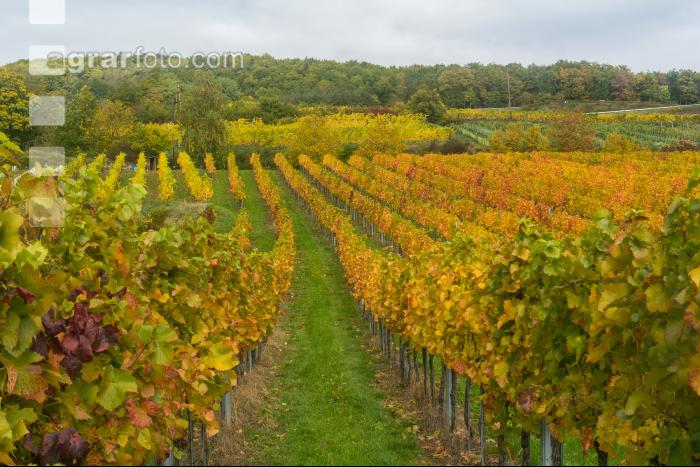 Weinlese Wachau 18