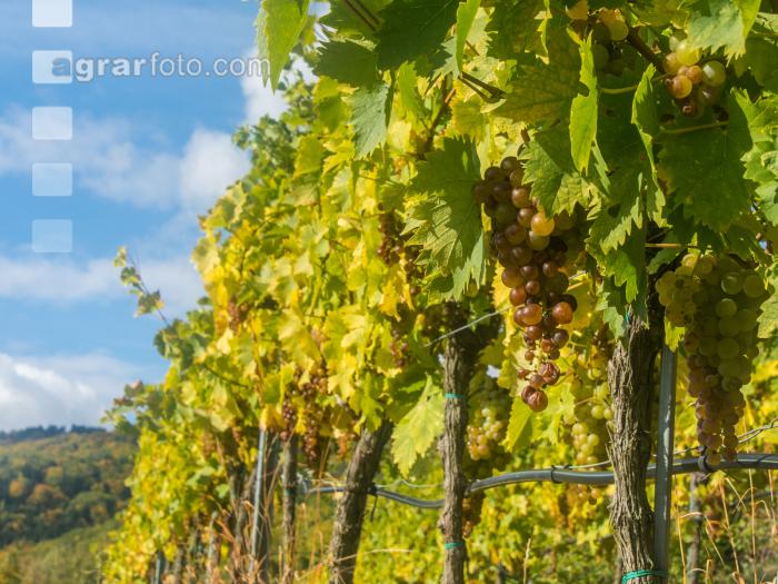 Weinlese Wachau 16