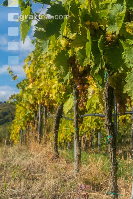 Weinlese Wachau 15