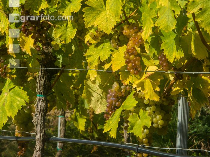 Weinlese Wachau 14