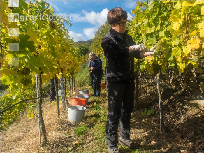 Weinlese Wachau 12