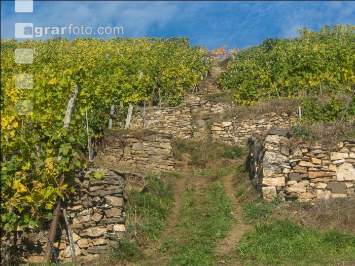 Weinlese Wachau 9