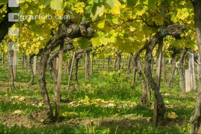 Weinlese Wachau 7