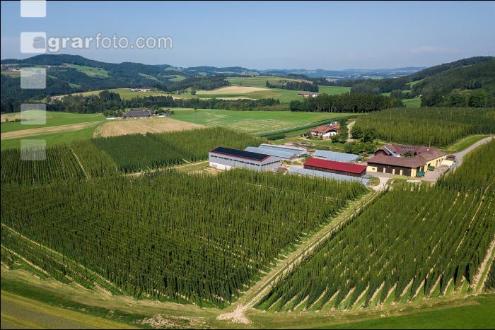 Hopfen 19