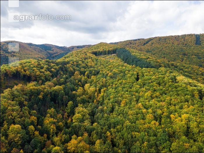 Mischwald im Oktober 9