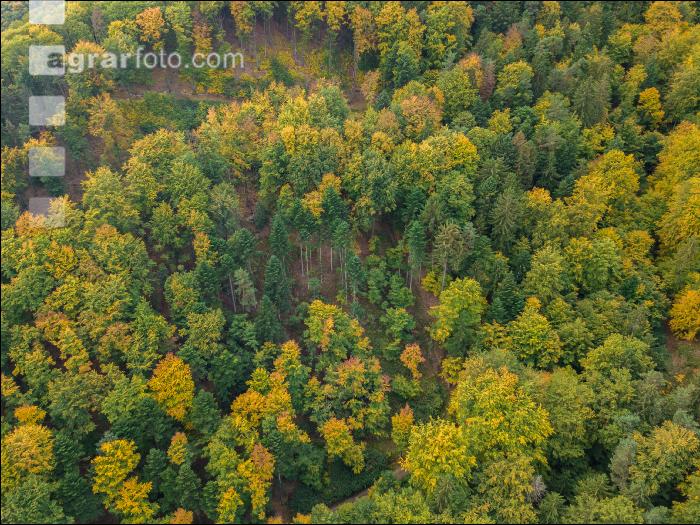 Mischwald im Oktober 7