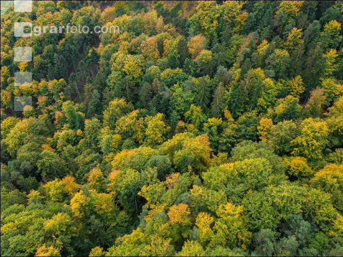 Mischwald im Oktober 2